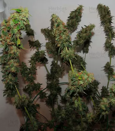 Orange Bud regular (Dutch Passion)