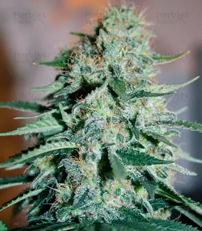 Original White Widow IBL Seeds