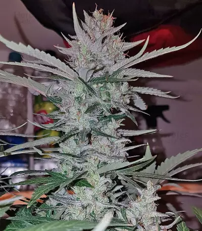 Peyote Cookies strain