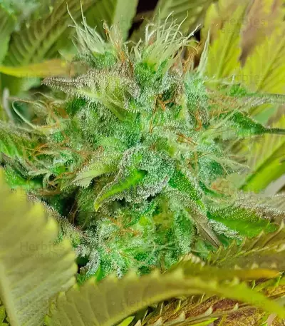 Silver Haze Seeds (Vision Seeds)