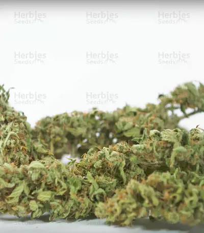Sour Diesel Autoflowering Seeds