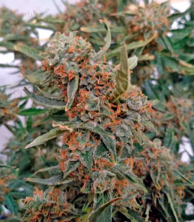 Sugar Mango Ryder Auto (World of Seeds)