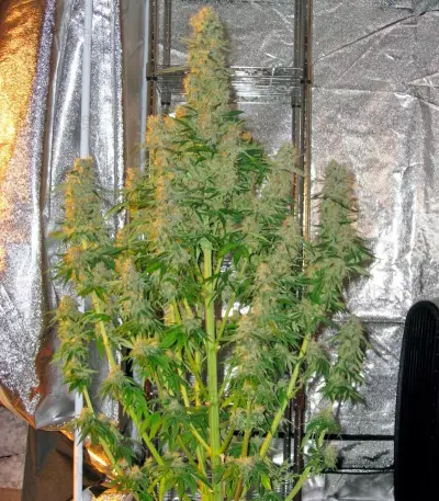 Alaskan Ice Seeds