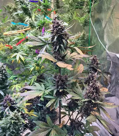 Semi femminizzati Devil Cream Auto