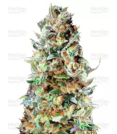 Buy Delhi Friend feminized seeds