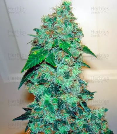 Bubba Kush Marijuana Strain