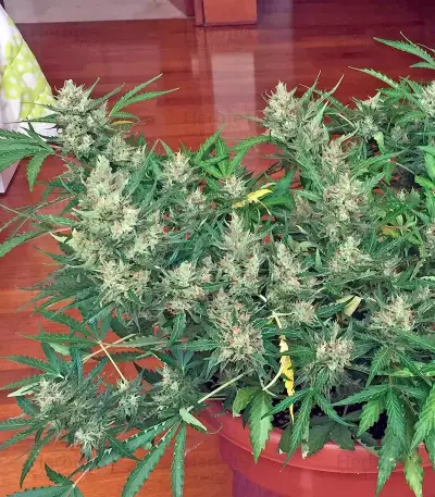 Swiss Cheese Automatic Seeds