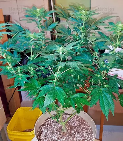Wembley (Pyramid Seeds)