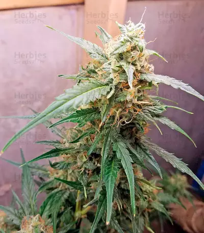 Graines de cannabis Auto Chocolate Skunk (00 Seeds)