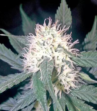 Auto Hashchis Berry (Auto Cheese Berry) Seeds