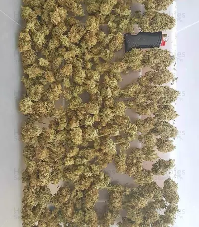 Big Bud (Vision Seeds)