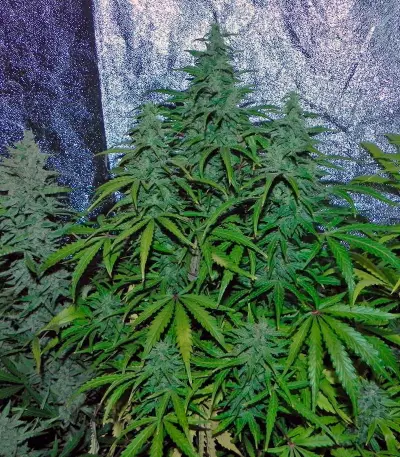Blue Auto Mazar cannabis strain