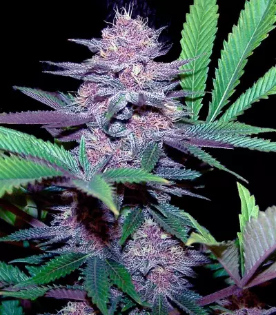 Blue Dream Auto (Humboldt Seeds Organization)