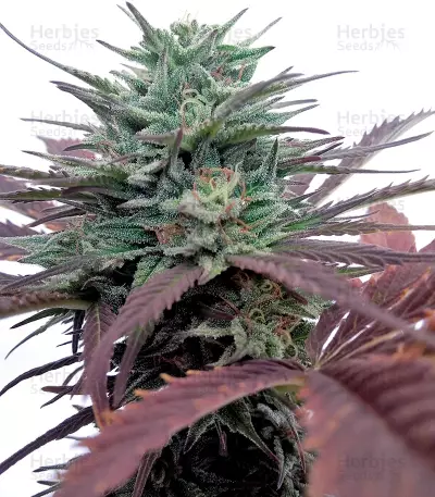 Brainstorm strain