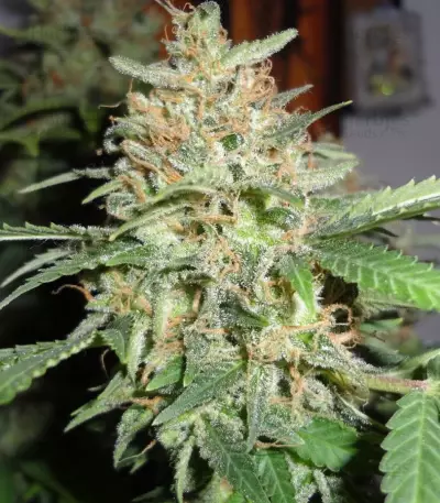 BubbleGummer (Female Seeds)