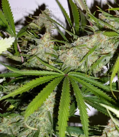 Graines de cannabis C99 (Female Seeds)