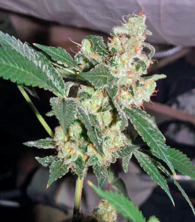 Diesel Seeds (Dinafem Seeds)