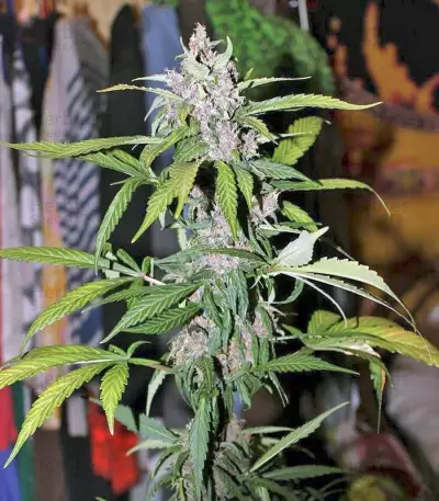 Fastberry Auto (Fast Buds)