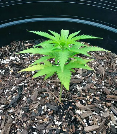 Honey B (Barney's Farm)
