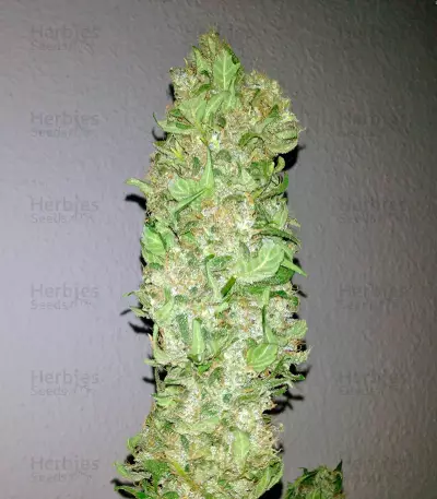 Magic Bud feminized seeds