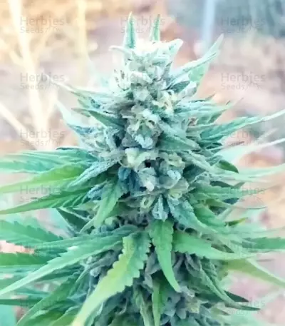 Marmalate Early Version feminized seeds