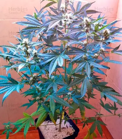 Northern Light X Big Bud (World of Seeds) Cannabis-Samen