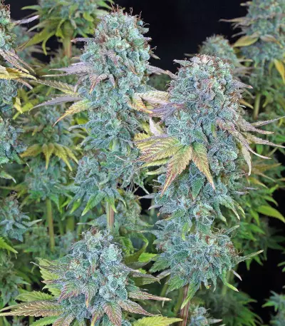 Serious Happiness Seeds