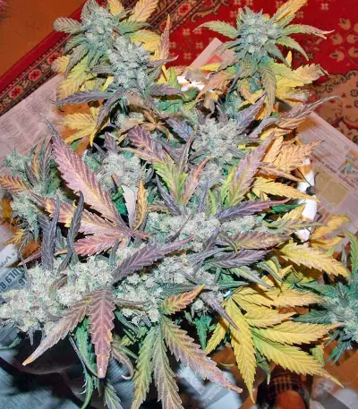 S.A.D. Sweet Afgani Delicious Auto Seeds