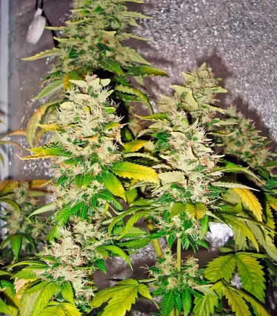 White Rhino feminized seeds (Nirvana Seeds)
