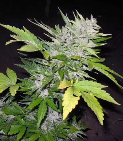 Semi femminizzati Sugar Gom Auto