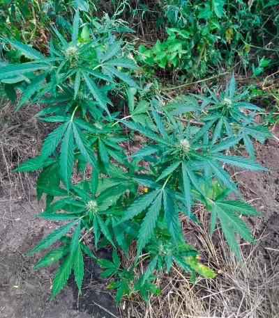 Auto Anubis Seeds