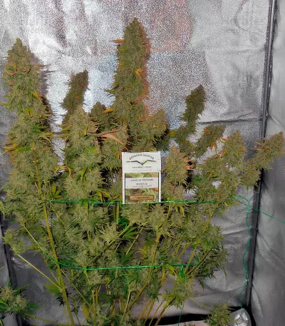 Graines de cannabis Auto Xtreme (Dutch Passion)