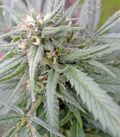 Biddy Early Seeds