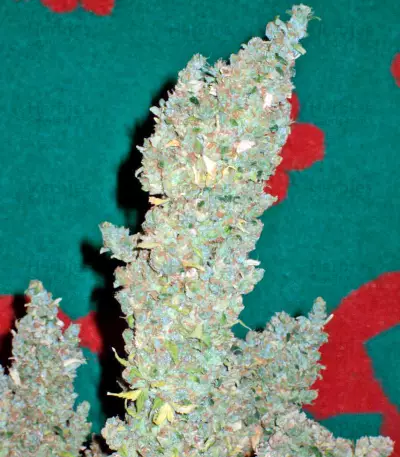 Bubble Gum Regular seeds