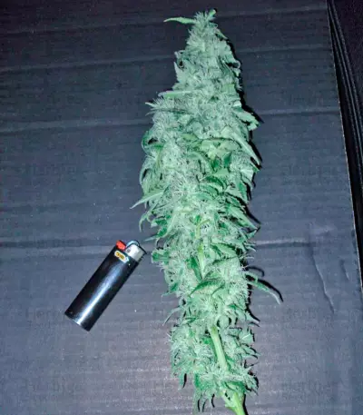 Chronic Haze Seeds