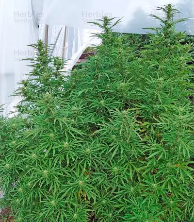 Critical + 2.0 Autoflowering feminized seeds