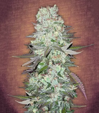 G14 Auto Seeds
