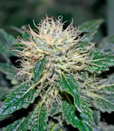 Graines de cannabis Hashberry regular (Mandala Seeds)