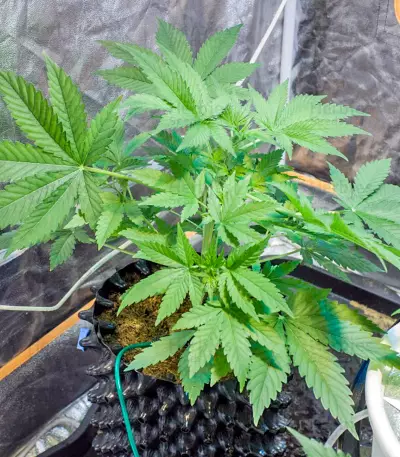 Kannabia Special Max Auto feminized seeds