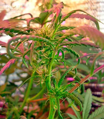Kush`N`Cheese Autoflowering Seeds