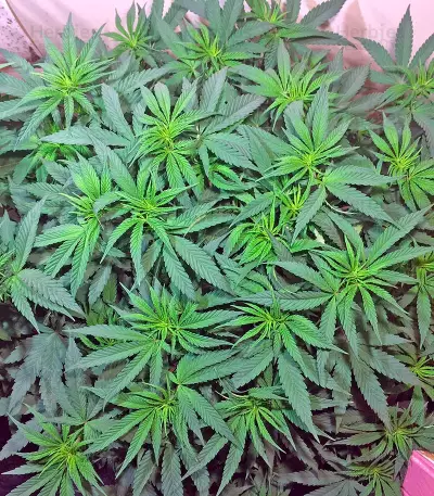 Lemon Garlic OG feminized seeds