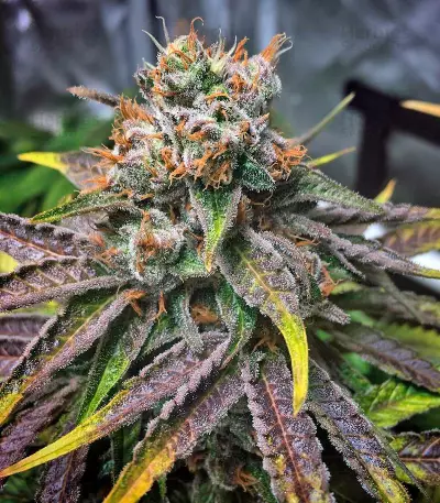 Master Kush Seeds (Nirvana Seeds)