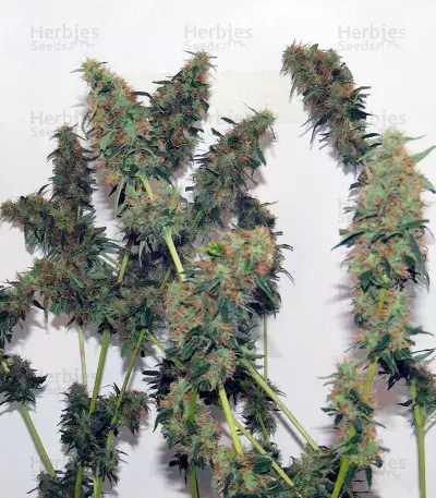 Orange Bud regular (Dutch Passion)