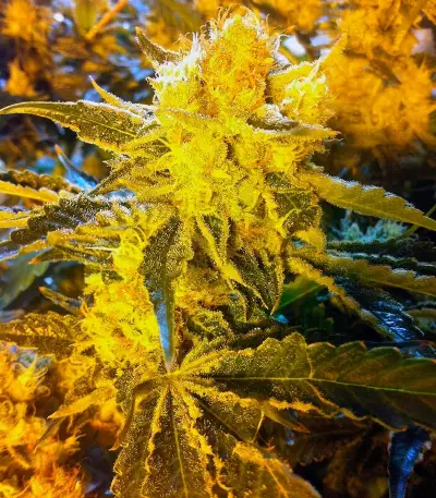 Original Cheese IBL Seeds