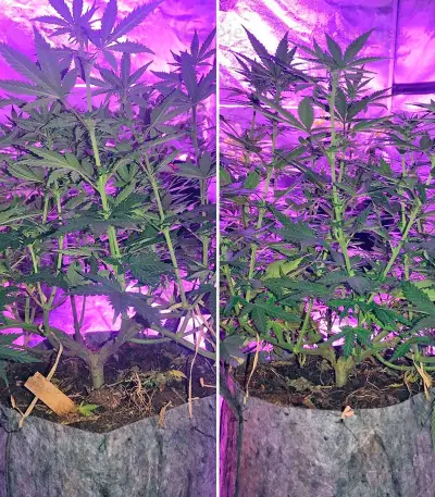 Pakistan Valley (World of Seeds) Cannabis-Samen