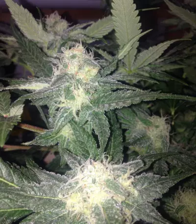 Red Leicester Tease strain