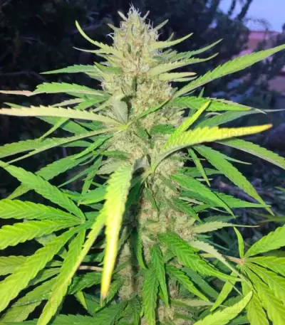 Sugar Candy Seeds (Delicious Seeds)