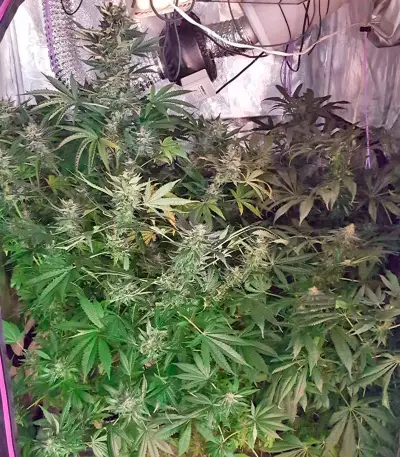 White Widow Automatic feminized seeds