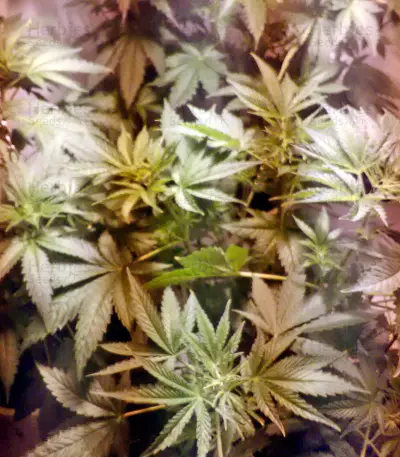 White Widow (Nirvana Seeds)