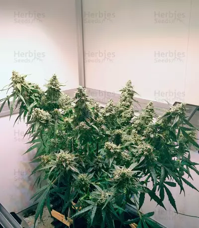 PolarLight #2 Auto Seeds